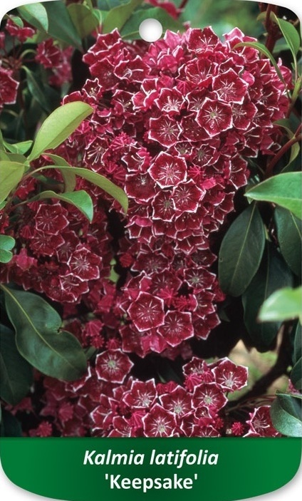 Kalmia szerokolistna Keepsake