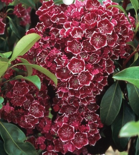 Kalmia szerokolistna Keepsake