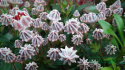 Kalmia szerokolistna Radiata