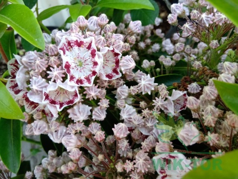 Kalmia szerokolistna Radiata