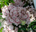 Kalmia szerokolistna Radiata
