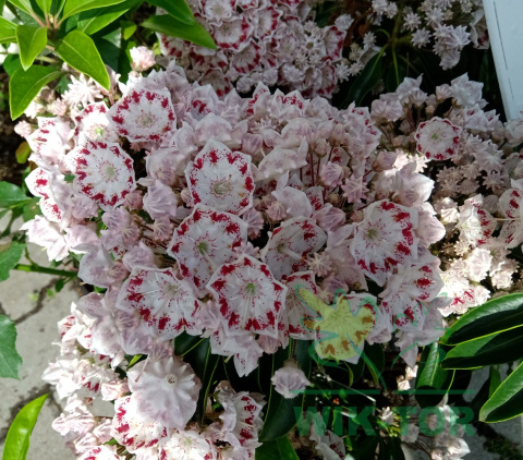 Kalmia szerokolistna Radiata