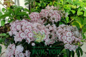 Kalmia szerokolistna Radiata