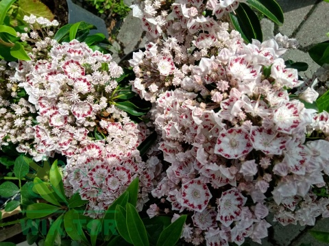 Kalmia szerokolistna Radiata
