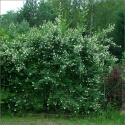 Ligustr pospolity 'Atrovirens'