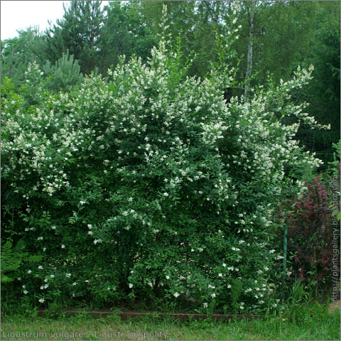 Ligustr pospolity 'Atrovirens'