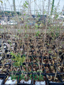 Ligustr pospolity 'Atrovirens'
