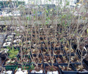 Ligustr pospolity 'Atrovirens'