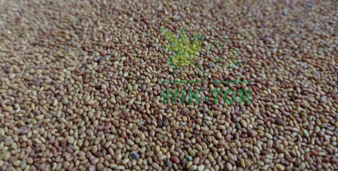 Lucerna 1kg