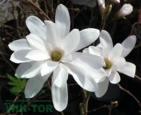 Magnolia gwiaździsta