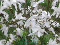 Magnolia gwiaździsta