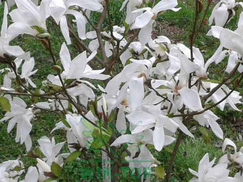 Magnolia gwiaździsta