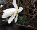 Magnolia gwiaździsta