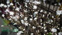Magnolia gwiaździsta