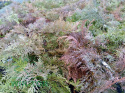 Mikrobiota syberyjska