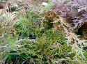 Mikrobiota syberyjska