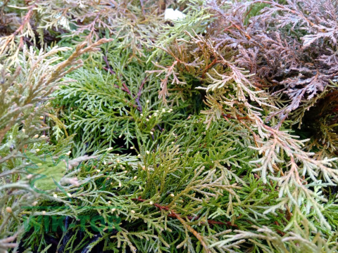 Mikrobiota syberyjska