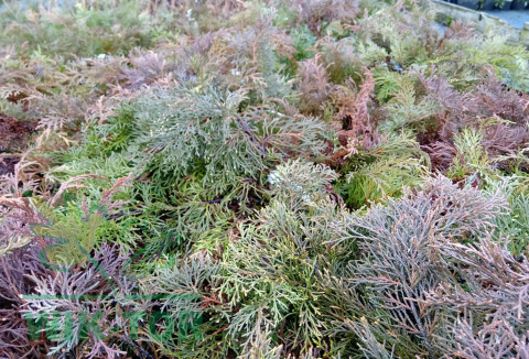 Mikrobiota syberyjska