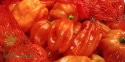 Nawóz płynny do pomidorów 1l + zapinki GRATIS