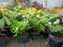 Pieris japoński Cupido