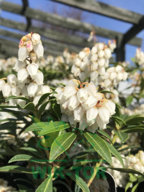 Pieris japoński Cupido