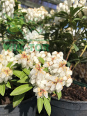 Pieris japoński Cupido