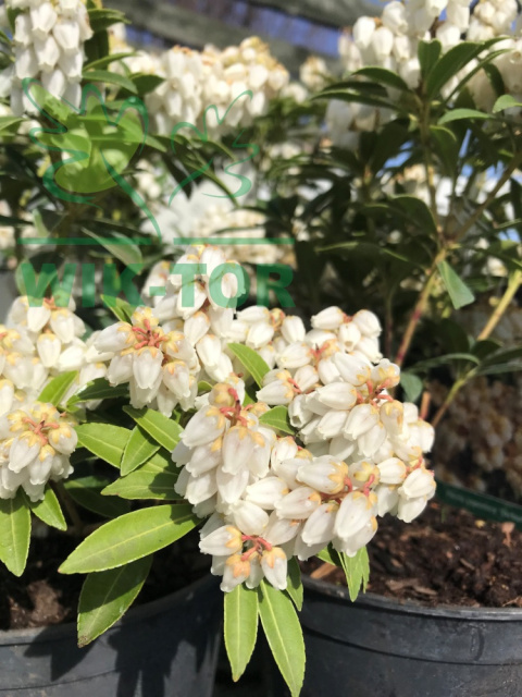 Pieris japoński Cupido
