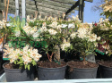 Pieris japoński Cupido