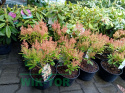 Pieris japoński Debutante