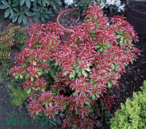 Pieris japoński Mountain Fire