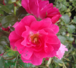 Róża okrywowa Temida