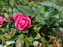 Róża pnąca Dark Pink Alisse