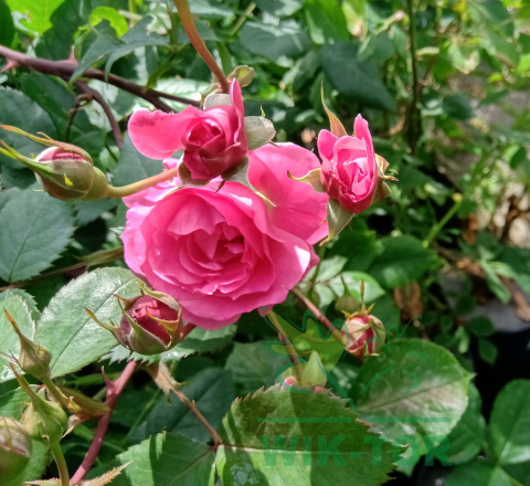 Róża pnąca Dark Pink Alisse