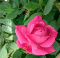 Róża pnąca Dark Pink Alisse
