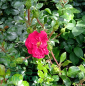 Róża pnąca Red Alisse