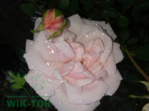 Róża pnąca Pink Alisse