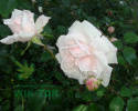 Róża pnąca Pink Alisse