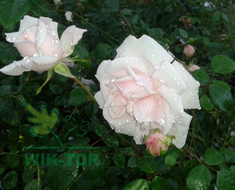 Róża pnąca Pink Alisse