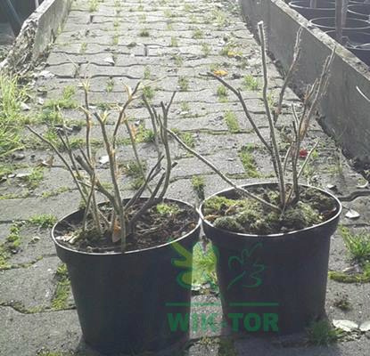 Róża pomarszczona Rubra