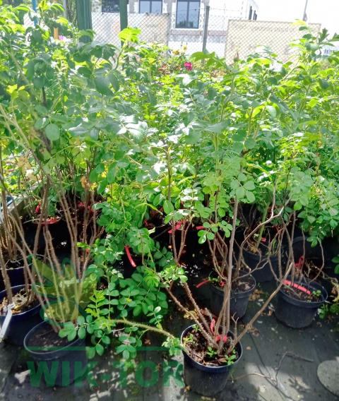 Róża pomarszczona Rubra