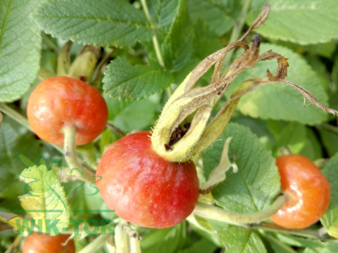 Róża pomarszczona Rubra