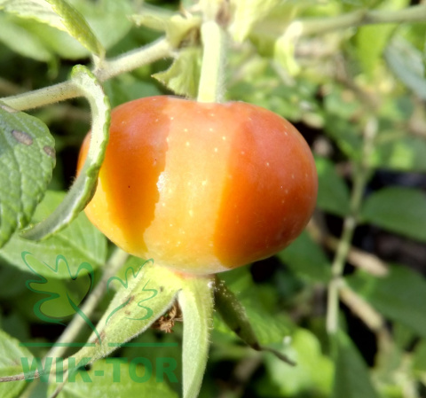 Róża pomarszczona Rubra