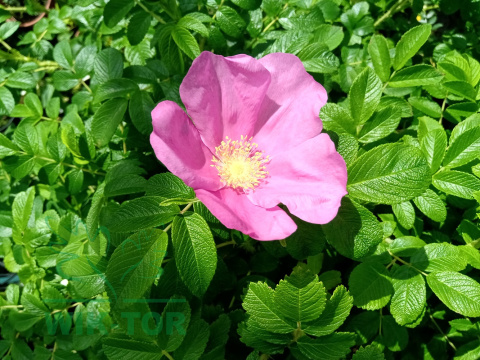 Róża pomarszczona Rubra