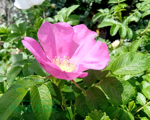 Róża pomarszczona Rubra