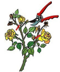 Róża wielkokwiatowa Trida
