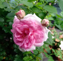 Róża wielkokwiatowa Philo