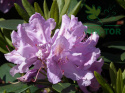 Różanecznik Catawbiense Grandiflorum