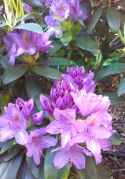 Różanecznik Catawbiense Grandiflorum