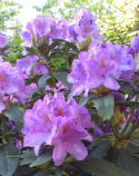 Różanecznik Catawbiense Grandiflorum