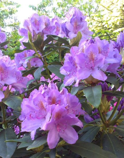 Różanecznik Catawbiense Grandiflorum